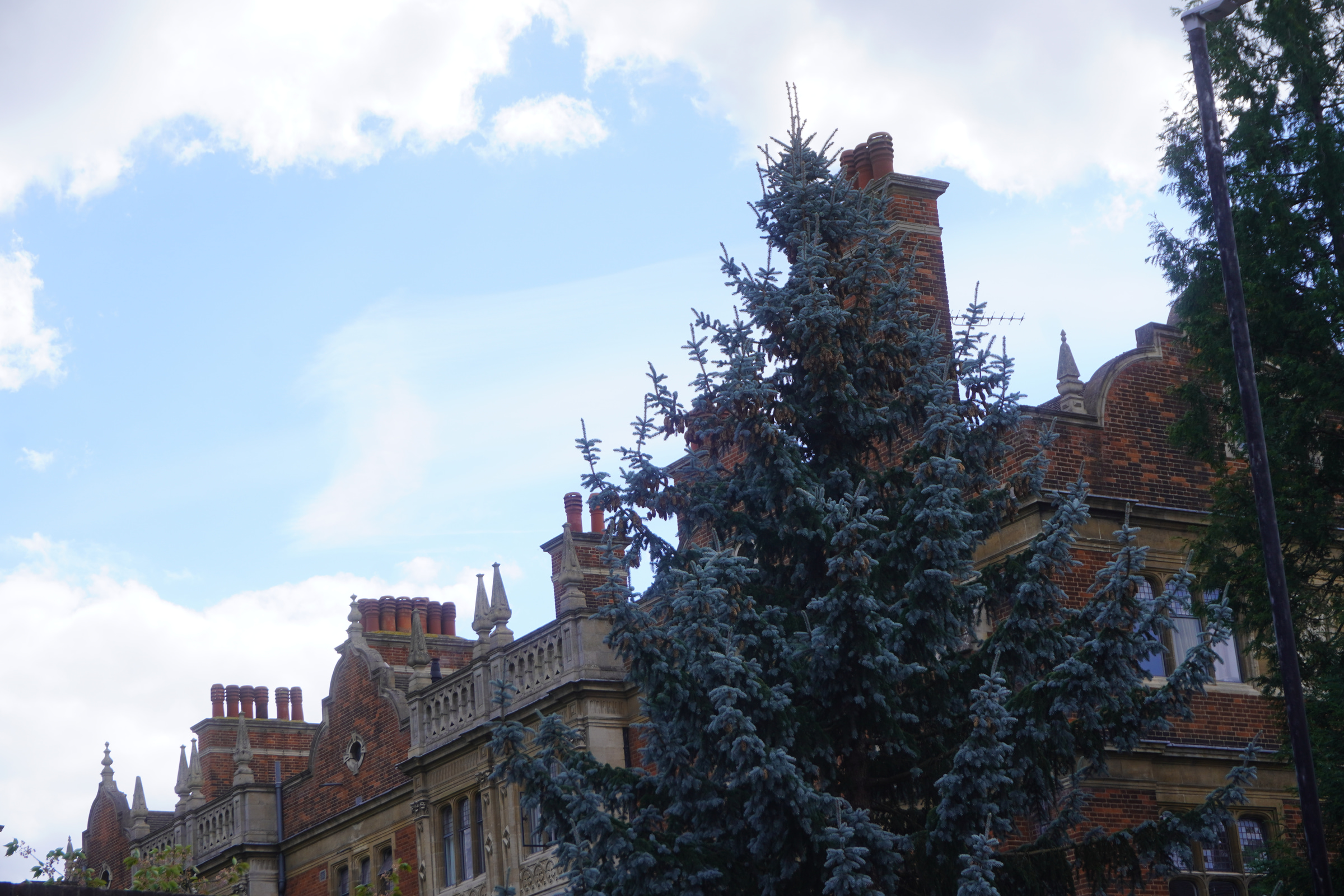 Blue-green tree in front of Sidney Sussex College buildings