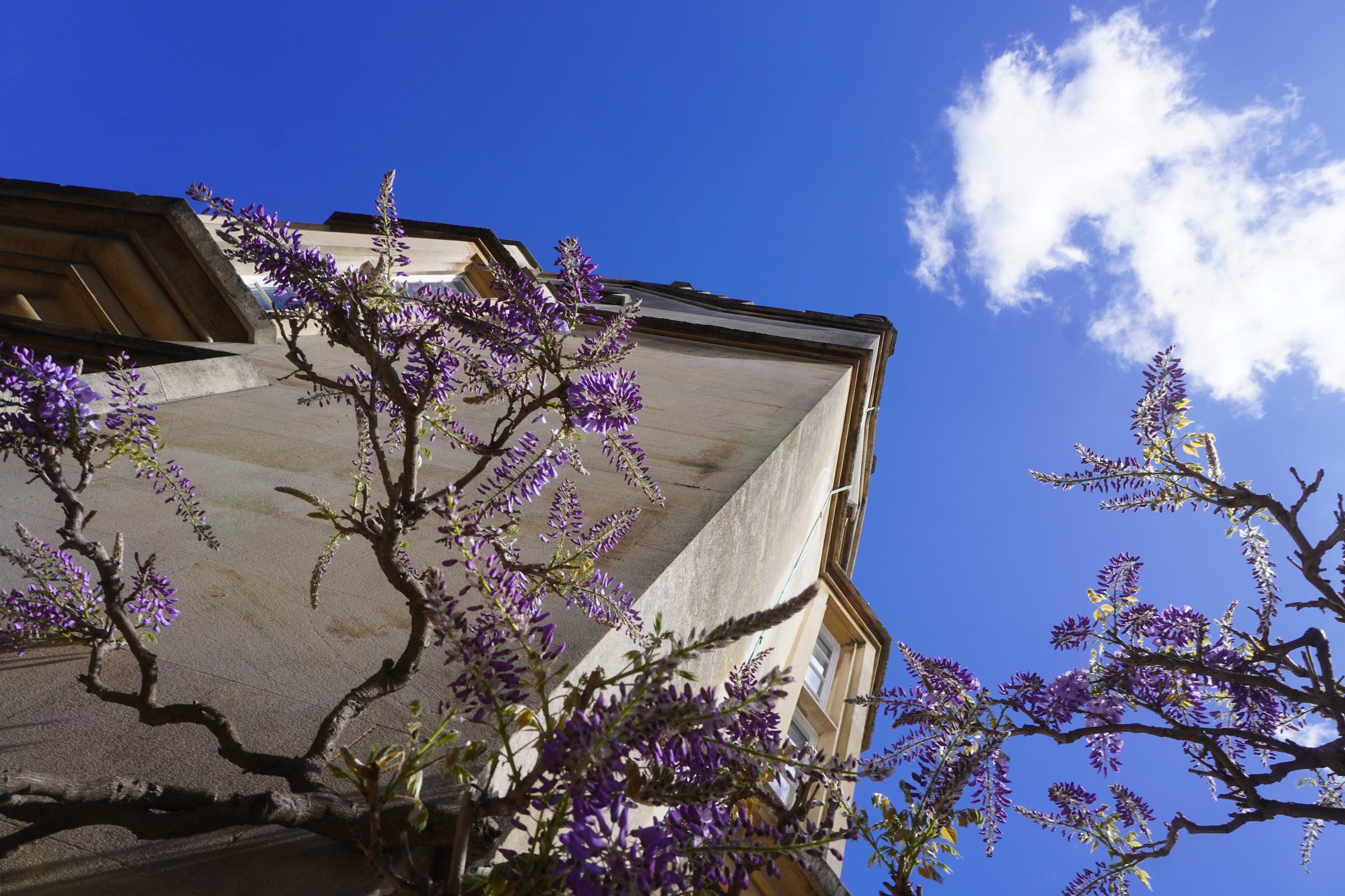 Purple wisteria against a building and blue sky